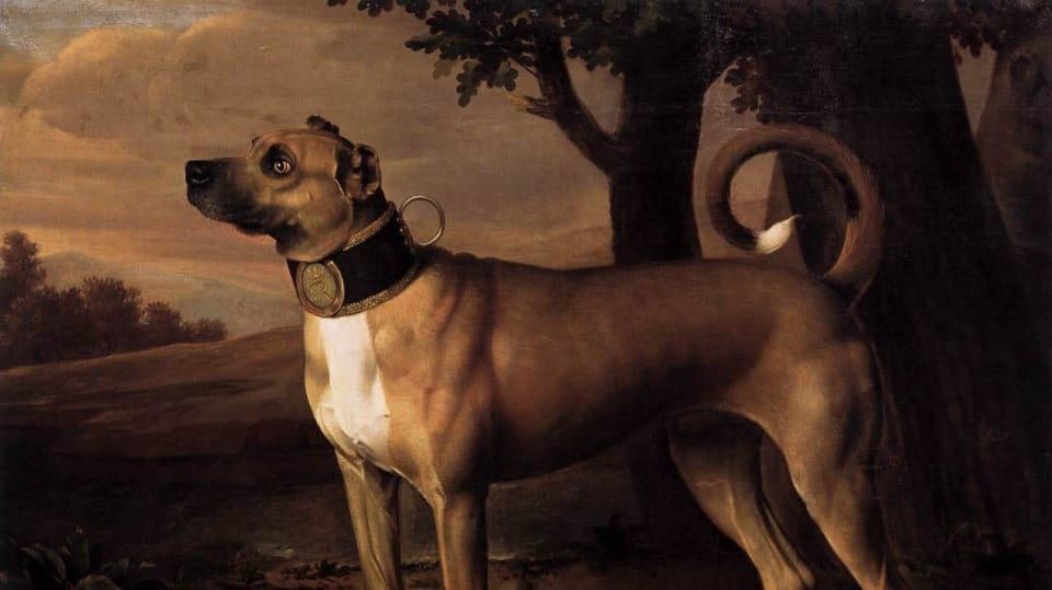 Německá doga - obraz z roku 1705